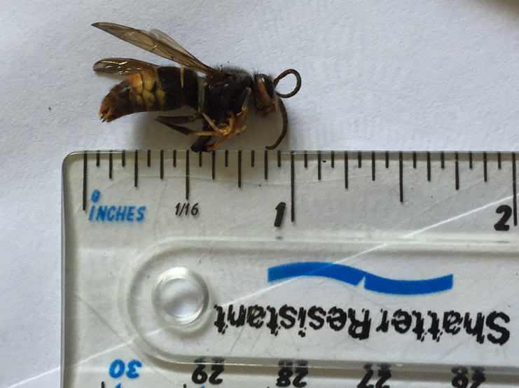 ASIAN HORNET IDENTIFIED FOR THE FIRST TIME IN THE CHANNEL ISLANDS ...