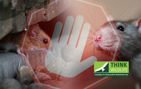 Rodenticide resistance testing halted by lab closure