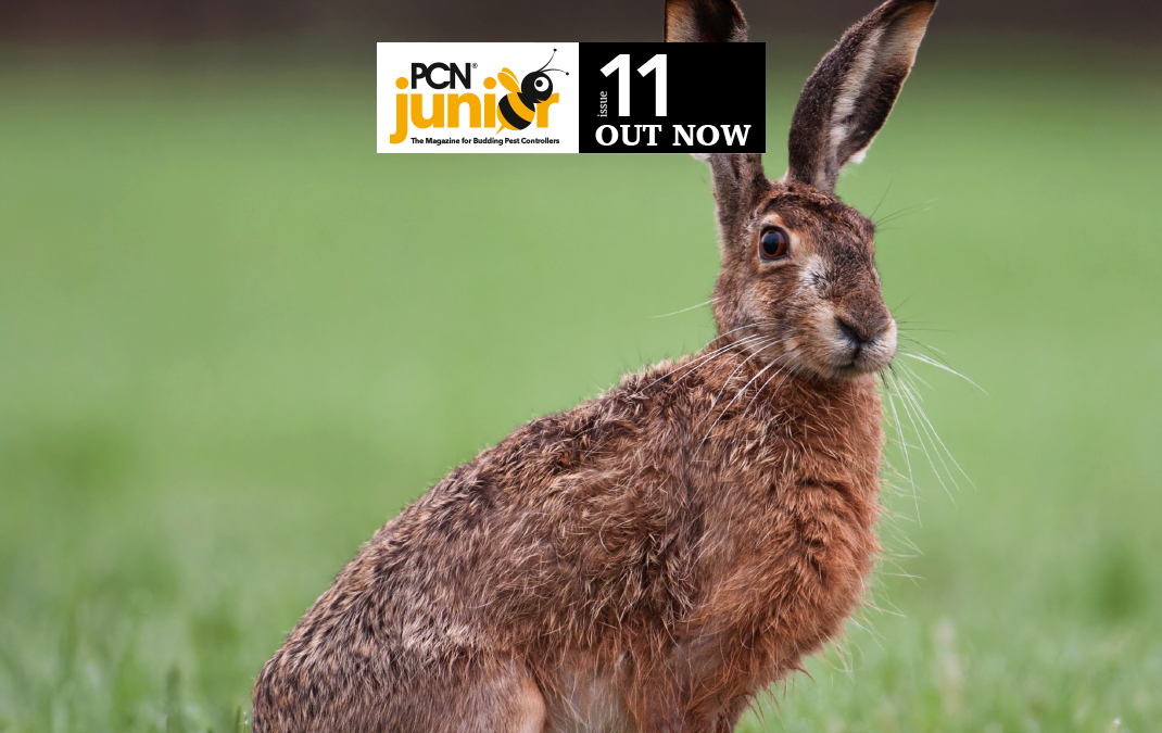 PCN Junior 11