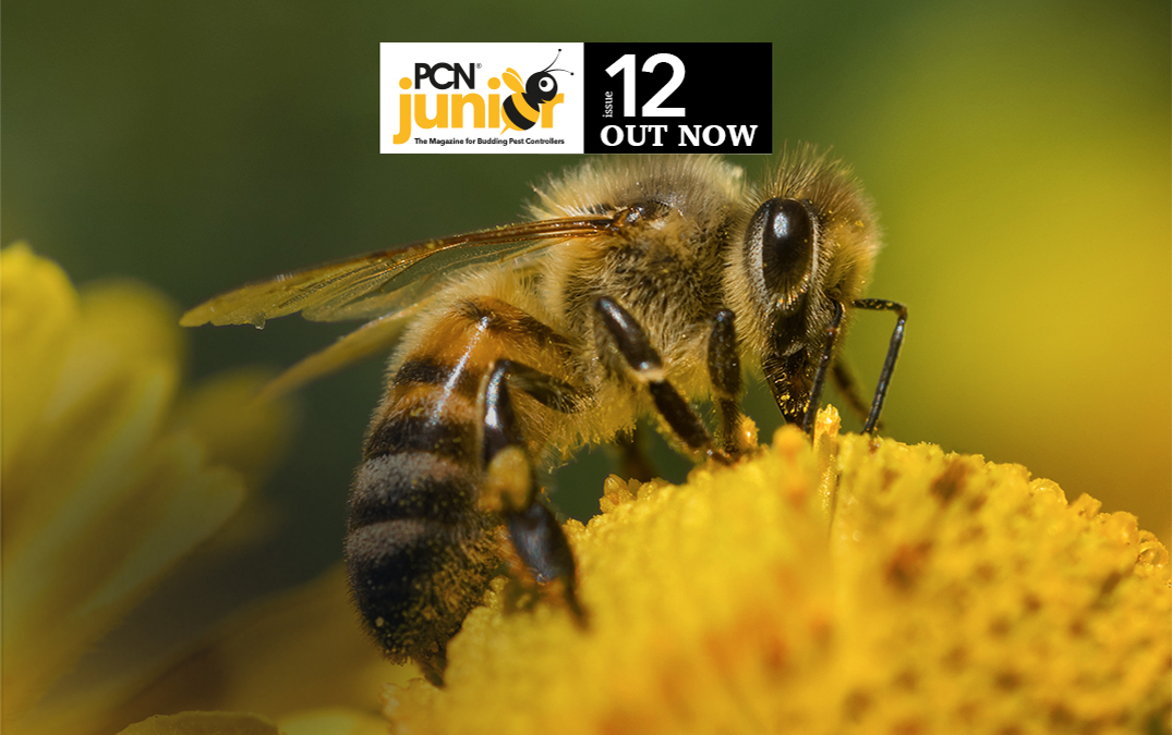 PCN Junior 12